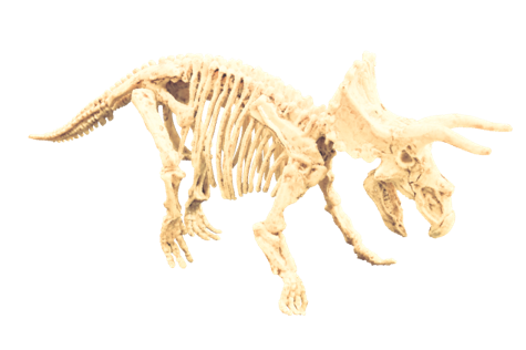 Triceratops Fossil Excavation