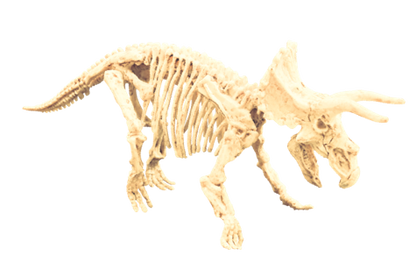 Triceratops Fossil Excavation