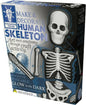 Spooky  Halloween Decoration Kids Craft Glow In The Dark Make Decorate Skeleton